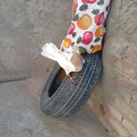 کله ای و زاغ|پرنده|بم, |دیوار