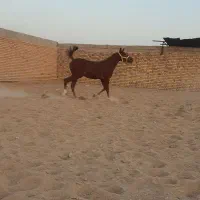 اسب کرد نوه شورش شریف|اسب و تجهیزات اسبسواری|سیرجان, |دیوار