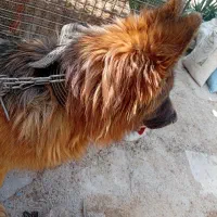 سگ گمشده|حیوانات|کرج, حصارک بالا|دیوار