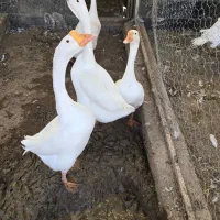 قوغاز|حیوانات مزرعه|قزوین, |دیوار