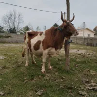 گاو چالوسی|حیوانات مزرعه|فومن, |دیوار