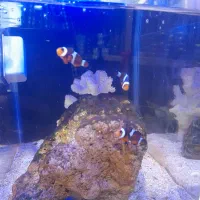 آکواریوم نمو شهرستان قوچان