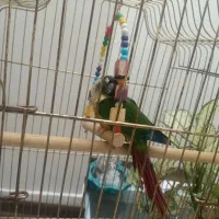 پرنده گرینچک دستی