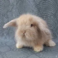 توله خرگوش لوپ عروسکی (همه رنگ)|موش و خرگوش|اهواز, پادادشهر|دیوار