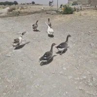 غاز نر وماده