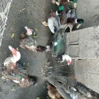 اردک اسراییلی و محلی|حیوانات مزرعه|رشت, لاکان|دیوار