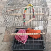 قفس پرنده ۱۰۳۳