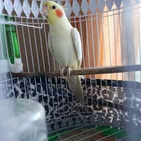 عروس هلندی جفت مولد