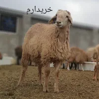بره کهره شیشک چپش