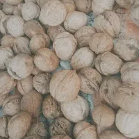 گردوی پرچرب تازه به شرط