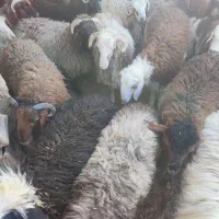 بره|حیوانات مزرعه|ورزنه, |دیوار