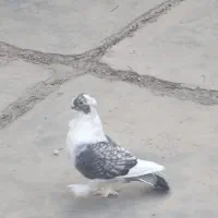 کبوتر بلژیکی
