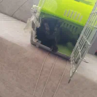 بچه گربه|گربه|تربت جام, مطهری|دیوار