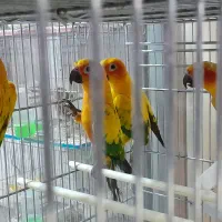 طوطی برزیلی و انواع طوطی خریدوفروش|پرنده|اسلام‌شهر, زرافشان|دیوار