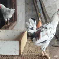 خروس گلین اصیل|حیوانات مزرعه|رشت, تازه آباد|دیوار