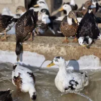 زنده ۱ ساله اردک