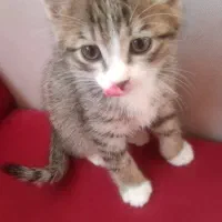 واگذاری گربه