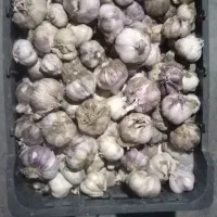 فروش سیر پاک شده