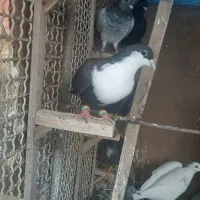 کرباتی    المانی     بغدادی