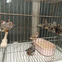 فنچ زبرا سایز انگلیسی و رنگ خاص