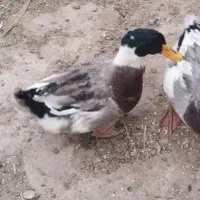 اردک نر یکساله