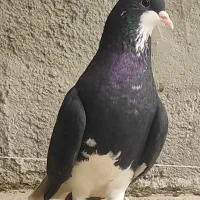 خوشرنگ ماده