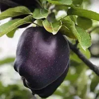 فروش نهال سیب جرومین رویال نهال|خدمات باغبانی و درختکاری|پیرانشهر, |دیوار