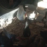 27عدد مرغ و2عدد غاز|حیوانات مزرعه|کوهرنگ, |دیوار