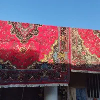 دو عدد قالی ۱۲ متری