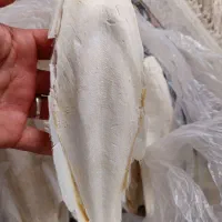 کف دریا 350000|ماهی|گرگان, |دیوار