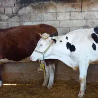 چهار راس گاو سیمیتال و یک عدد گوساله
