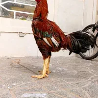 خروس لاری مرغ لاری|حیوانات مزرعه|تربت جام, اسماعیل آباد|دیوار