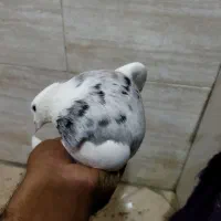 طوقی|پرنده|بومهن, |دیوار