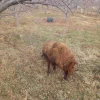 یک راس قوچ جوان