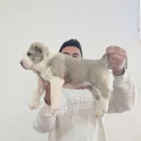 توله الابای