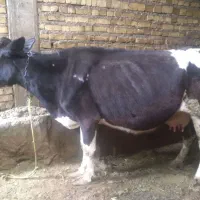 گاو|حیوانات مزرعه|ماهنشان, |دیوار