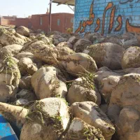 چغندر قندی. کاه و سبوس برنج