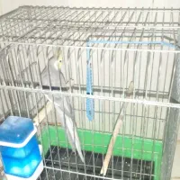 عروس هلندی نر|پرنده|محمدشهر, ولدآباد|دیوار