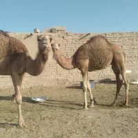 شتر