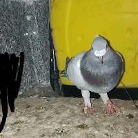 کفتر