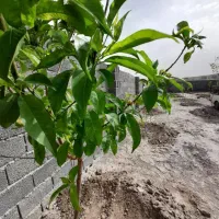 بازاریاب املاک|استخدام بازاریابی و فروش|رباطکریم, حصار مهتر|دیوار