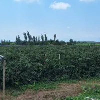 نهال تمشک|گل و گیاه طبیعی|قائم‌شهر, |دیوار