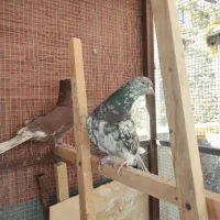 کبوترسورورانباری|پرنده|تهران, نازیآباد|دیوار