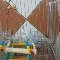 طوطی برزیلی ماده|پرنده|رامشیر, |دیوار