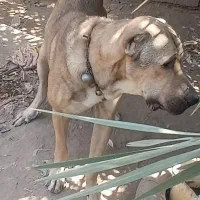 سگ افغان|سگ|عنبرآباد, |دیوار