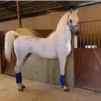 به دلیل نبود جا