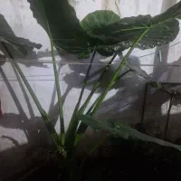 گل بابا آدم