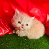 نژاد های اصیل و لوکس در m.k pet|گربه|تبریز, |دیوار