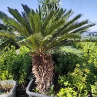 نخل سیکاس ،نخل پالم ،نخل فنیکس|گل و گیاه طبیعی|رباط‌کریم, انجم آباد|دیوار