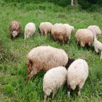 گوسفندبابره بره نرماده درشت